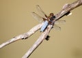 Dragonfly sits on a branch