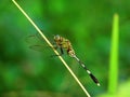 A dragonfly sits on a branch
