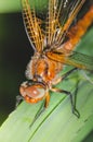 Dragonfly sits on a branch with leaves/dragonfly sits on green grass. Wild nature Royalty Free Stock Photo