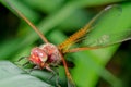 Dragonfly sits on a branch with leaves/dragonfly sits on green grass. Wild nature Royalty Free Stock Photo