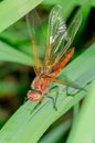 Dragonfly sits on a branch with leaves/dragonfly sits on green grass. Wild nature Royalty Free Stock Photo