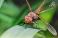 Dragonfly sits on a branch with leaves/dragonfly sits on green grass. Wild nature Royalty Free Stock Photo