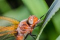 Dragonfly sits on a branch with leaves/dragonfly sits on green grass. Wild nature Royalty Free Stock Photo