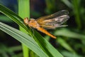 Dragonfly sits on a branch with leaves Royalty Free Stock Photo