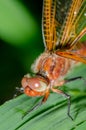 Dragonfly sits on a branch with leaves Royalty Free Stock Photo