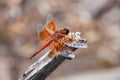 Dragonfly Royalty Free Stock Photo