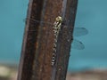 Dragonfly sits close-up, nature and insects Royalty Free Stock Photo