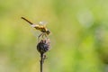 Dragonfly sits on a dry flower bud