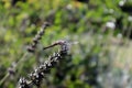 Dragonfly sits on the \'English lavender\'