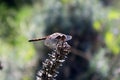 Dragonfly sits on the \'English lavender\'. Tbilisi, Georgia