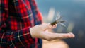 Dragonfly Sits On Finger Of Boy. Taking Care Of Nature.