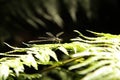 dragonfly sits on the grass Royalty Free Stock Photo