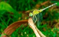 Dragonfly sits on a grass on a meadow Royalty Free Stock Photo