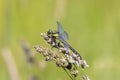 dragonfly sits on a grass on a meadow on a Sunny summer day Royalty Free Stock Photo