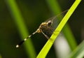 Dragonfly sits on a grass Royalty Free Stock Photo