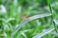 Dragonfly sits on a grass Royalty Free Stock Photo