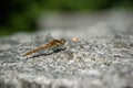 Dragonfly sitting on a gray stone Royalty Free Stock Photo