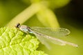 A dragonfly sits on a green leaf