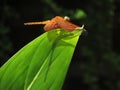 A dragonfly sits on a green leaf.