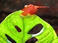 A dragonfly sits on a green leaf.