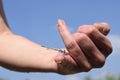 The dragonfly sits on a hand finger Royalty Free Stock Photo