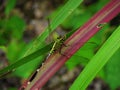 A dragonfly sits on a plant