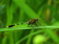 A dragonfly sits on a plant