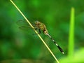A dragonfly sits on a plant