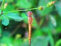 A dragonfly sits on a plant