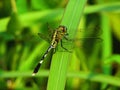 A dragonfly sits on a plant