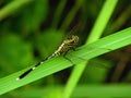 A dragonfly sits on a plant