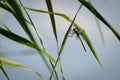Dragonfly sits on a reed