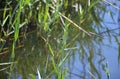 Dragonfly sits on a reed stalk