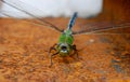 Dragonfly sits on rusted steel beam