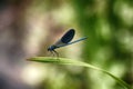 Dragonfly sits on a sedge leaf Royalty Free Stock Photo