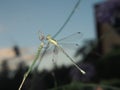 Dragonfly sits on the stalk of grass. Winged flying insect. Royalty Free Stock Photo