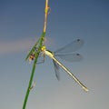 Dragonfly sits on the stalk of grass. Winged flying insect. Royalty Free Stock Photo