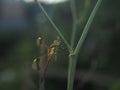 Dragonfly sits on the stalk of grass. Winged flying insect. Royalty Free Stock Photo