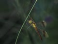 Dragonfly sits on the stalk of grass. Winged flying insect. Royalty Free Stock Photo