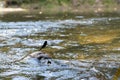 Dragonfly sits on a stone in water stream