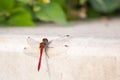 Dragonfly sits on a white marble staircase close macro Royalty Free Stock Photo