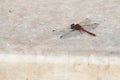 Dragonfly sits on a white marble staircase close macro Royalty Free Stock Photo