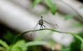 Dragonfly sitting on bamboo, front view, insect, no people, nature, green background
