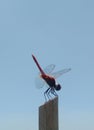 Dragonfly Royalty Free Stock Photo
