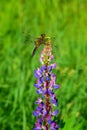 Dragonfly sitting on a lupine flower.