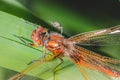 Dragonfly sitting on a blade of grass/dragonfly sits on green grass