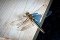 Dragonfly sitting on a board on a sunny day. Royalty Free Stock Photo