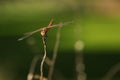 A dragonfly sitting on a branch Royalty Free Stock Photo