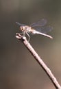 A Dragonfly sitting on a branch