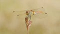 Dragonfly sitting on a branch Royalty Free Stock Photo